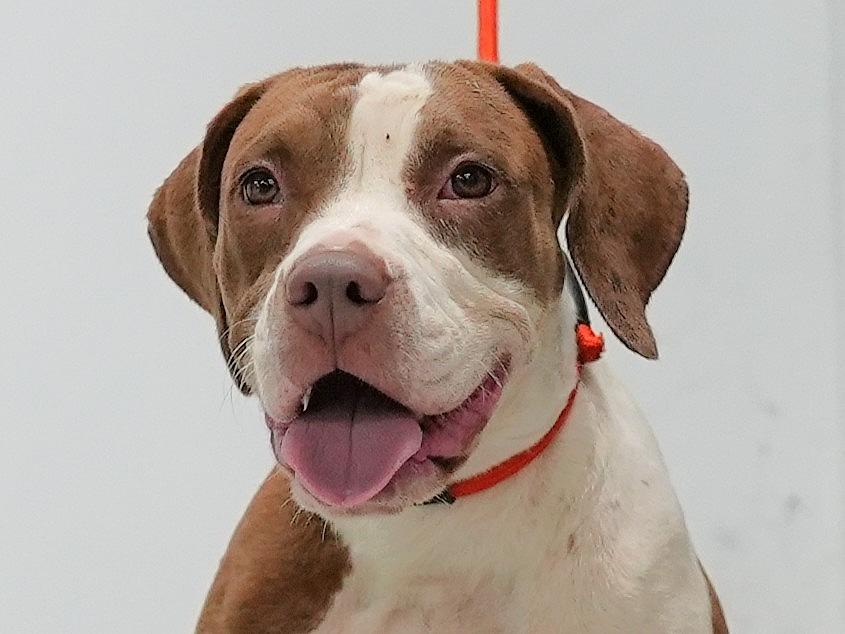 Debbie, Adoptable, Puppy Female Terrier.