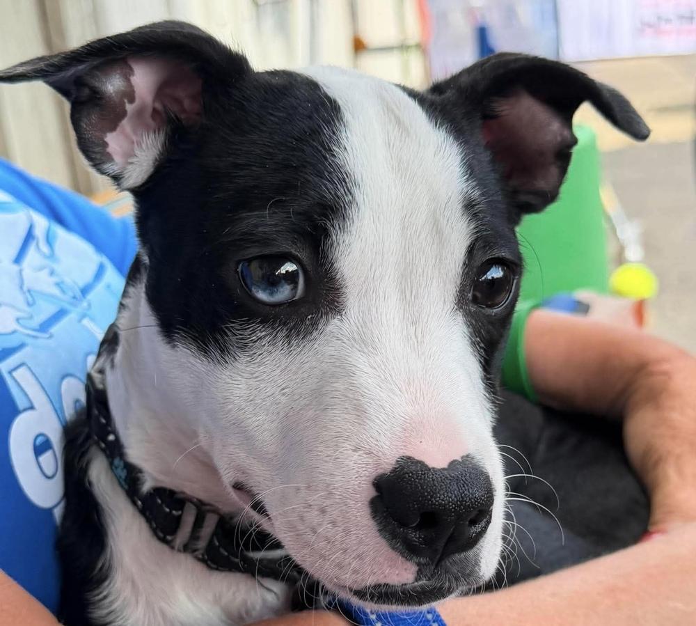 Enlarge Clyde, a Adoptable mixed breed in Alden, NY image 1/4
