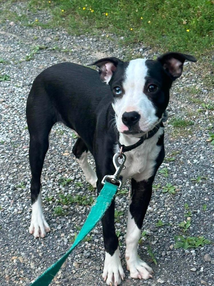 Enlarge Clyde, a Adoptable mixed breed in Alden, NY image 2/4