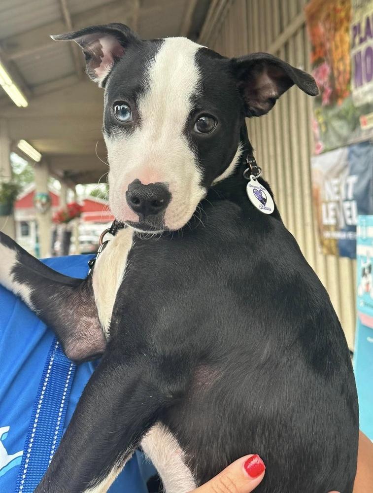 Enlarge Clyde, a Adoptable mixed breed in Alden, NY image 3/4