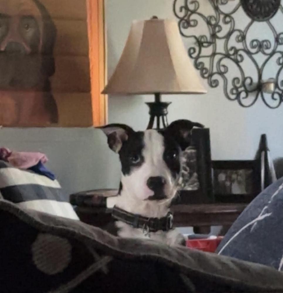 Enlarge Clyde, a Adoptable mixed breed in Alden, NY image 4/4