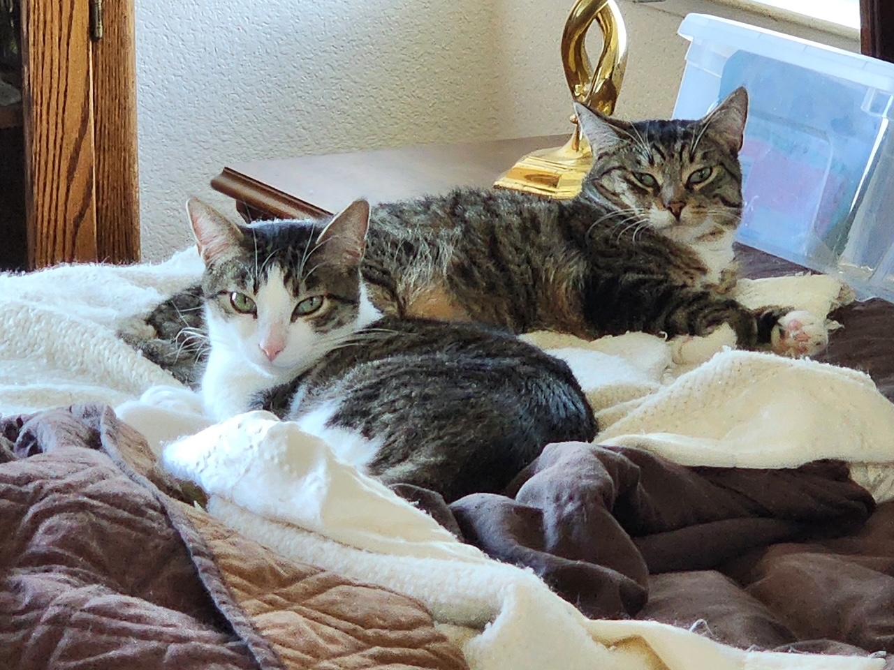Gordita & Crunchiwrap [Bonded Pair], an adoptable Tabby, Domestic Short Hair in Benicia, CA, 94510 | Photo Image 1