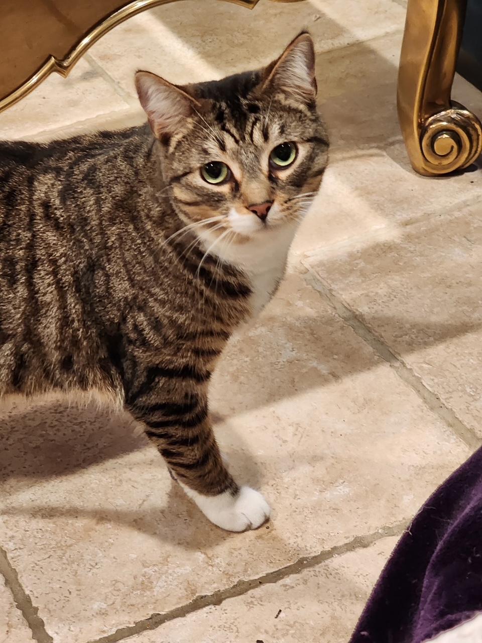 Enlarge Gordita & Crunchiwrap [Bonded Pair], a Adoptable mixed breed in Benicia, CA image 3/5