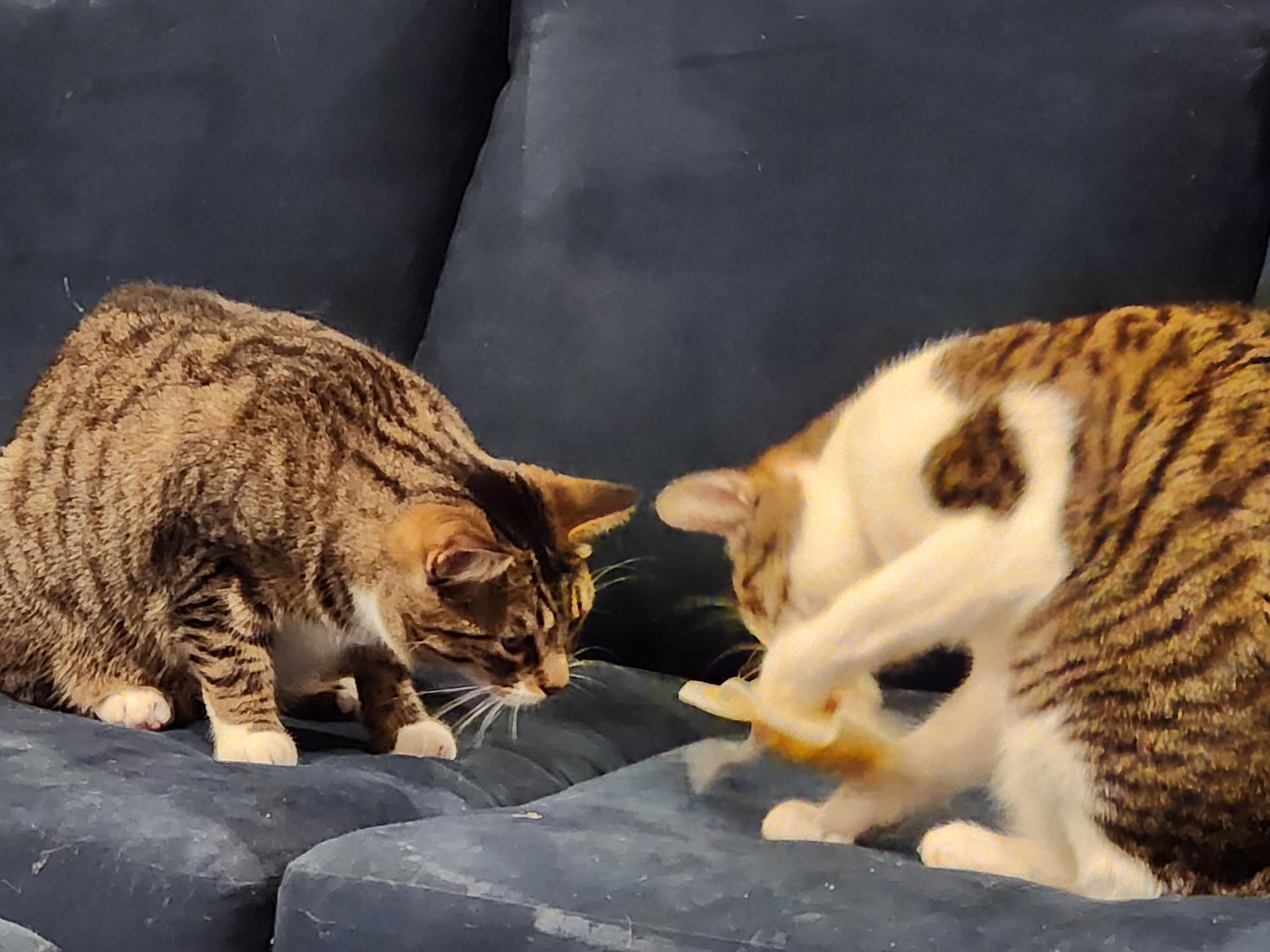 Gordita & Crunchiwrap [Bonded Pair], an adoptable Tabby, Domestic Short Hair in Benicia, CA, 94510 | Photo Image 2