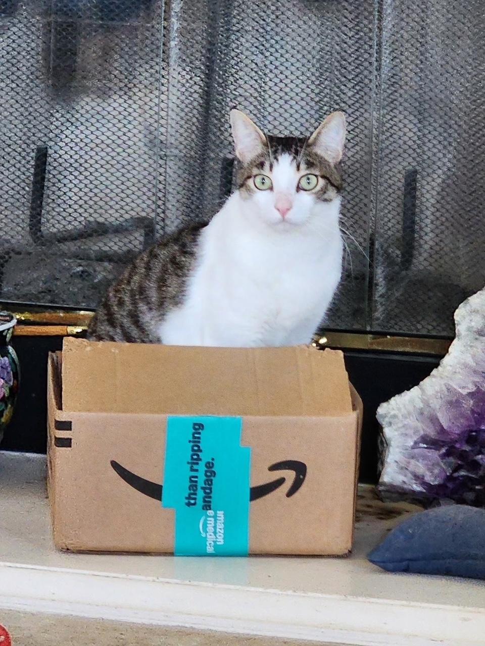 Gordita & Crunchiwrap [Bonded Pair], an adoptable Tabby, Domestic Short Hair in Benicia, CA, 94510 | Photo Image 5