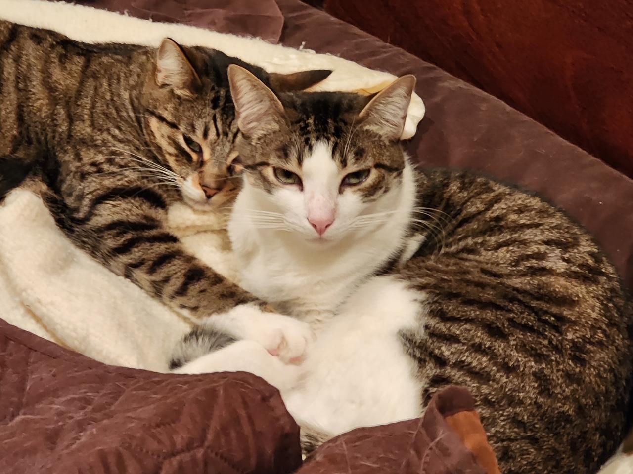 Gordita & Crunchiwrap [Bonded Pair], an adoptable Tabby, Domestic Short Hair in Benicia, CA, 94510 | Photo Image 4