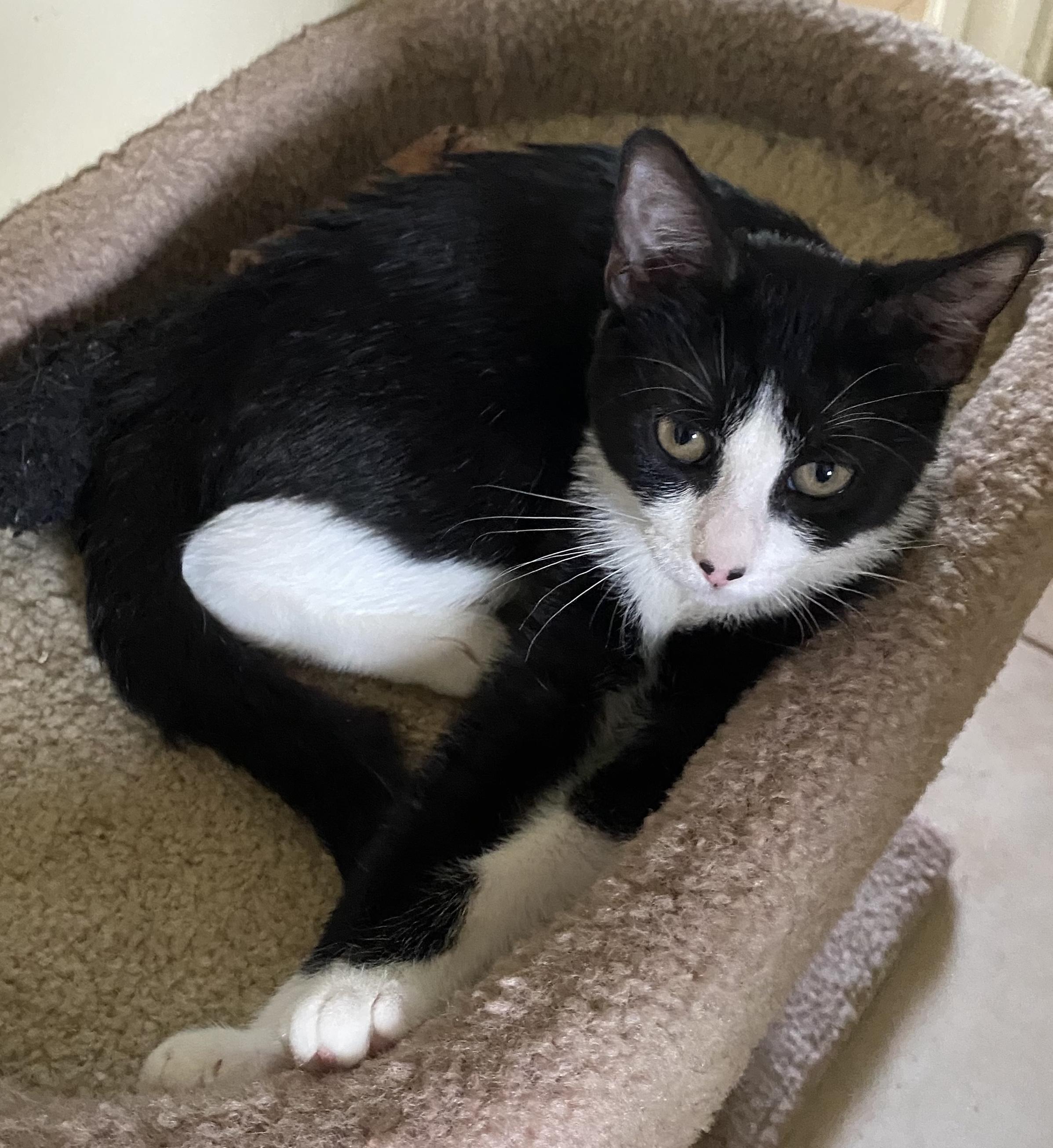 Thea, a ADOPTABLE Domestic Short Hair in Hopkinton, MA image 4/5