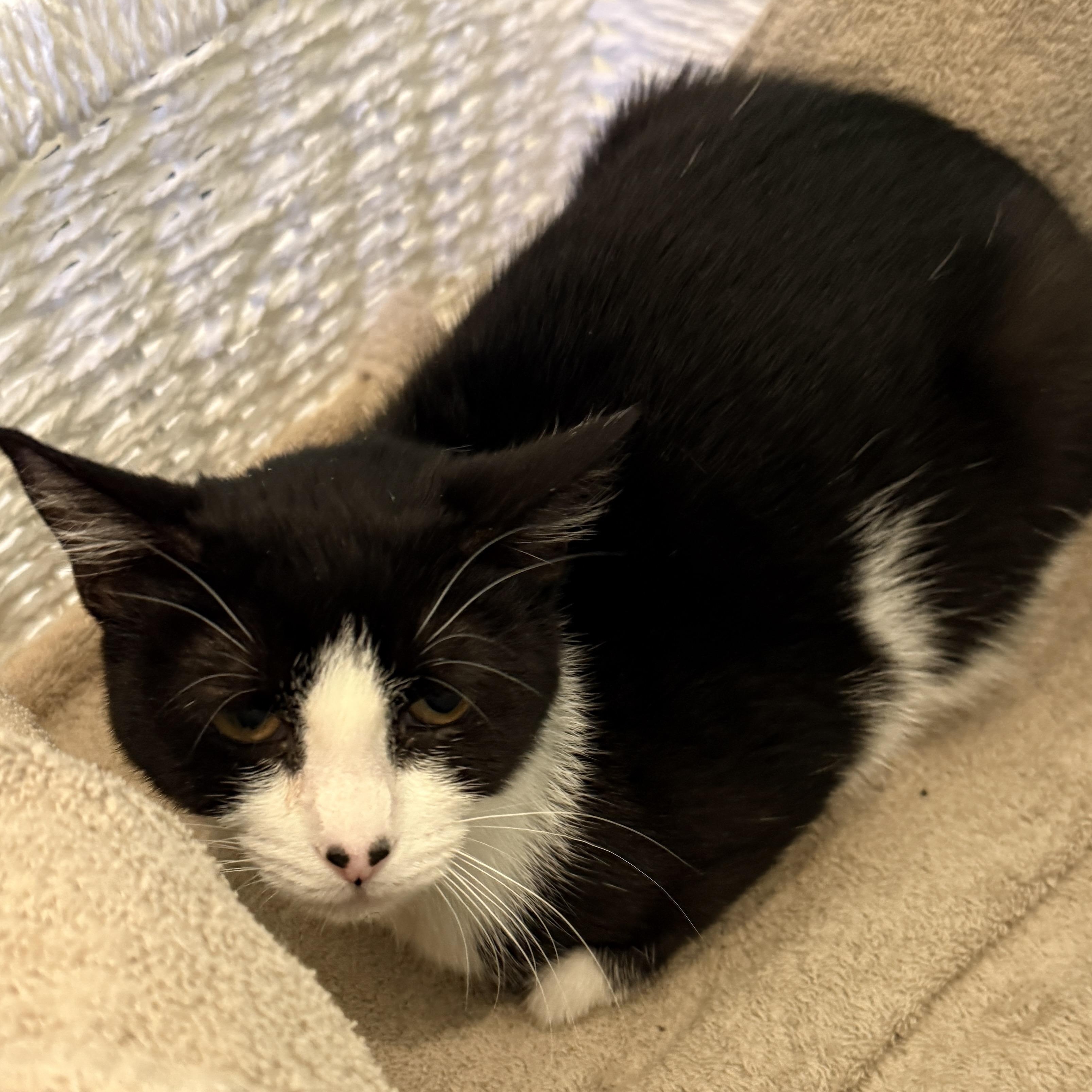 Thea, a ADOPTABLE Domestic Short Hair in Hopkinton, MA image 5/5