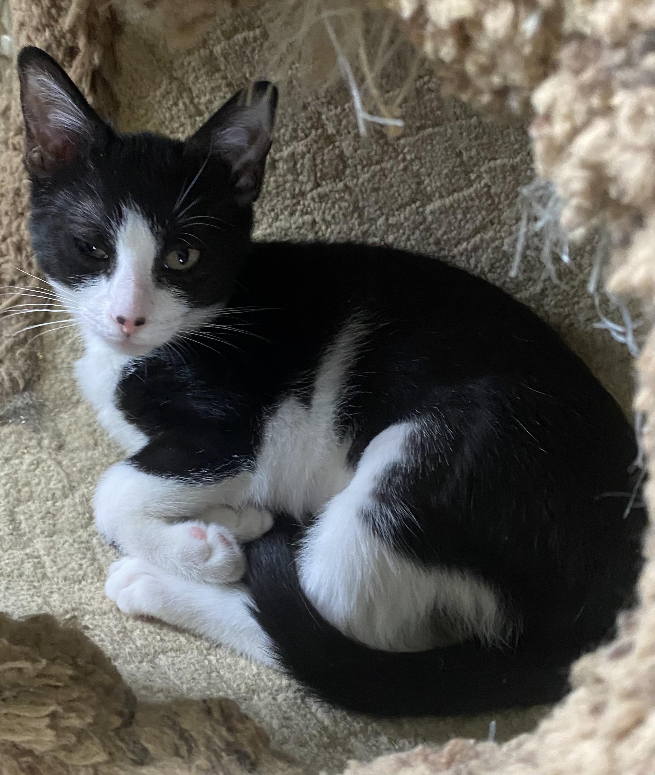 Thea, a ADOPTABLE Domestic Short Hair in Hopkinton, MA image 3/5