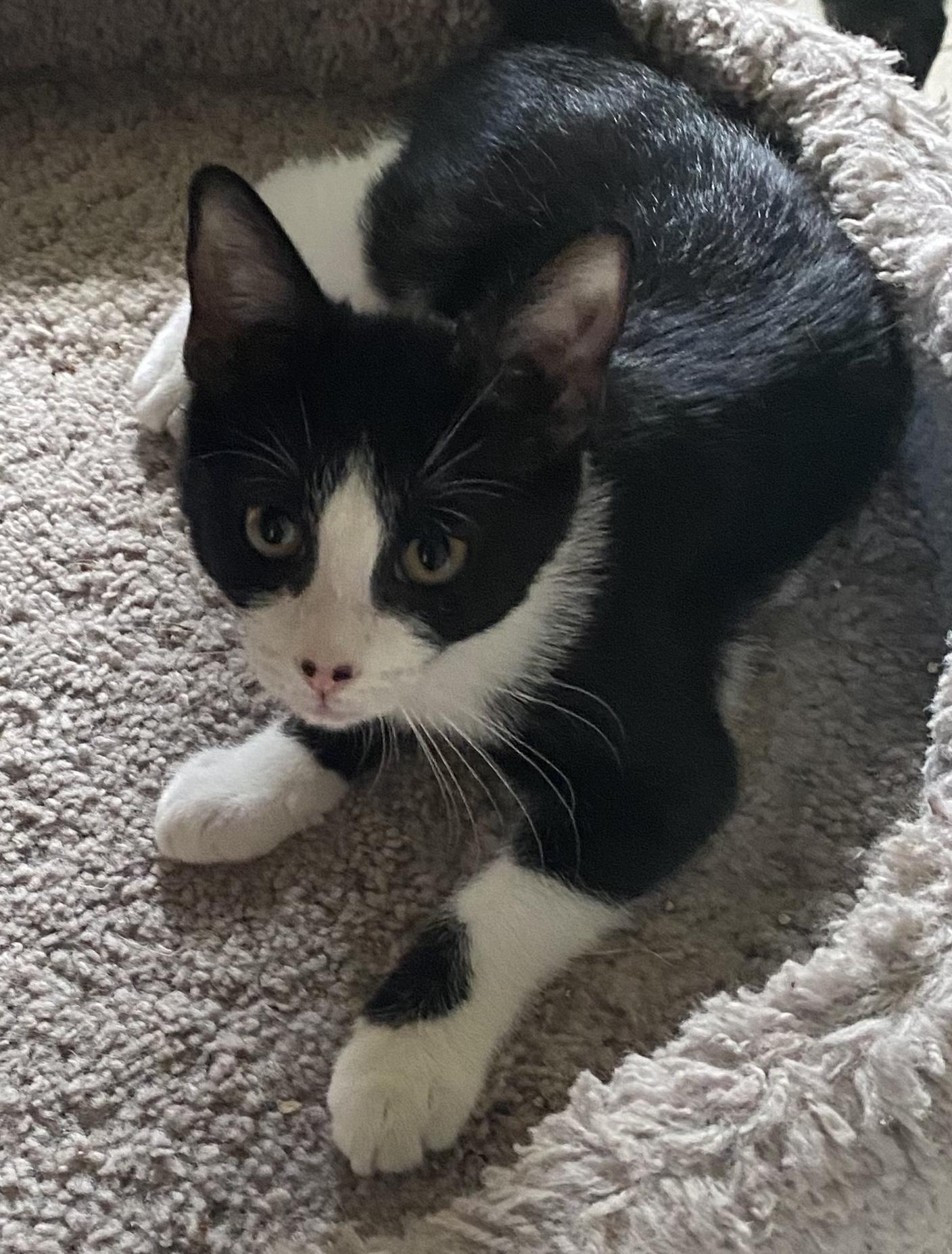 Thea, a ADOPTABLE Domestic Short Hair in Hopkinton, MA image 1/5