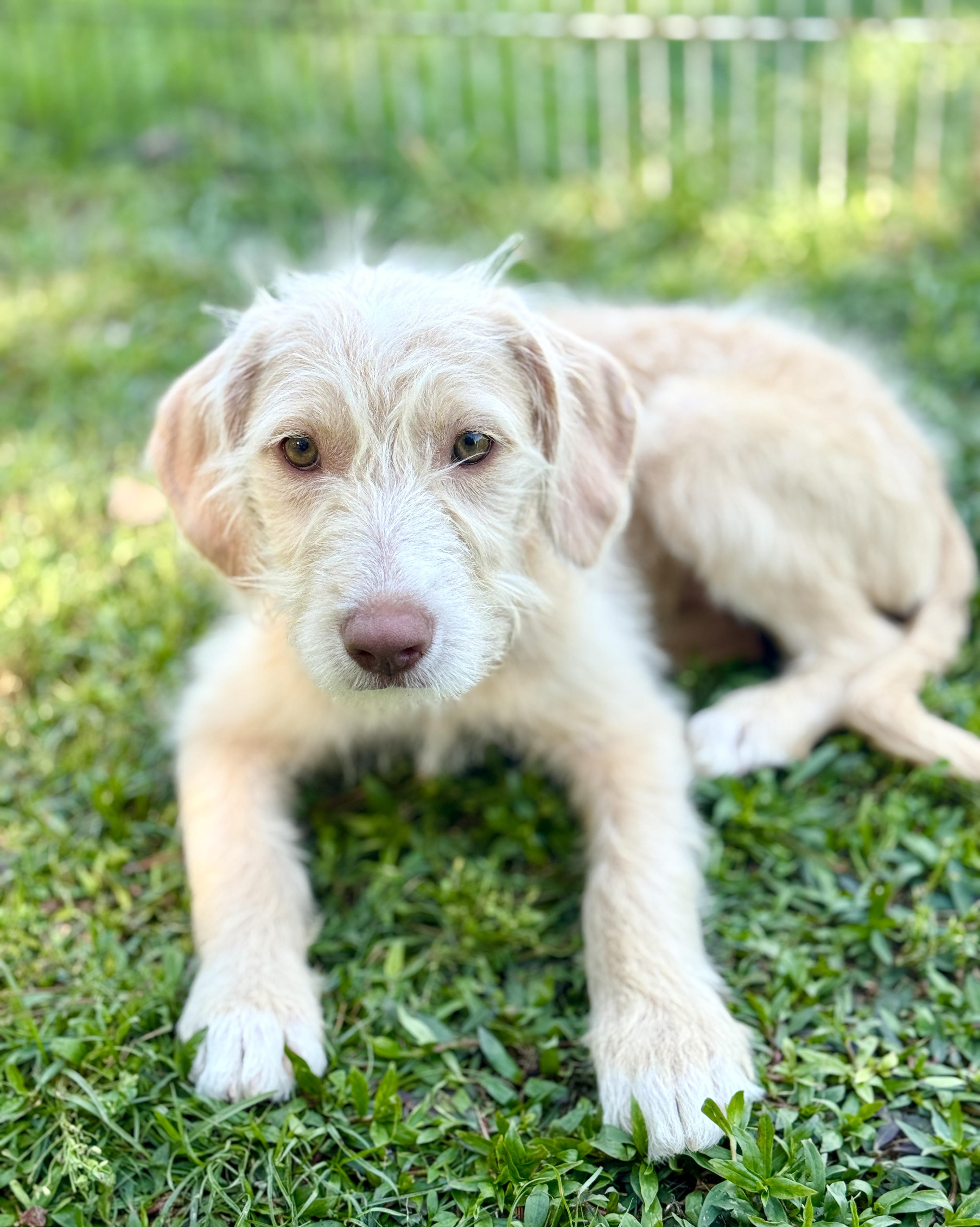 Enlarge Aurora, an adopted mixed breed in Rocky Hill, CT image 3/4