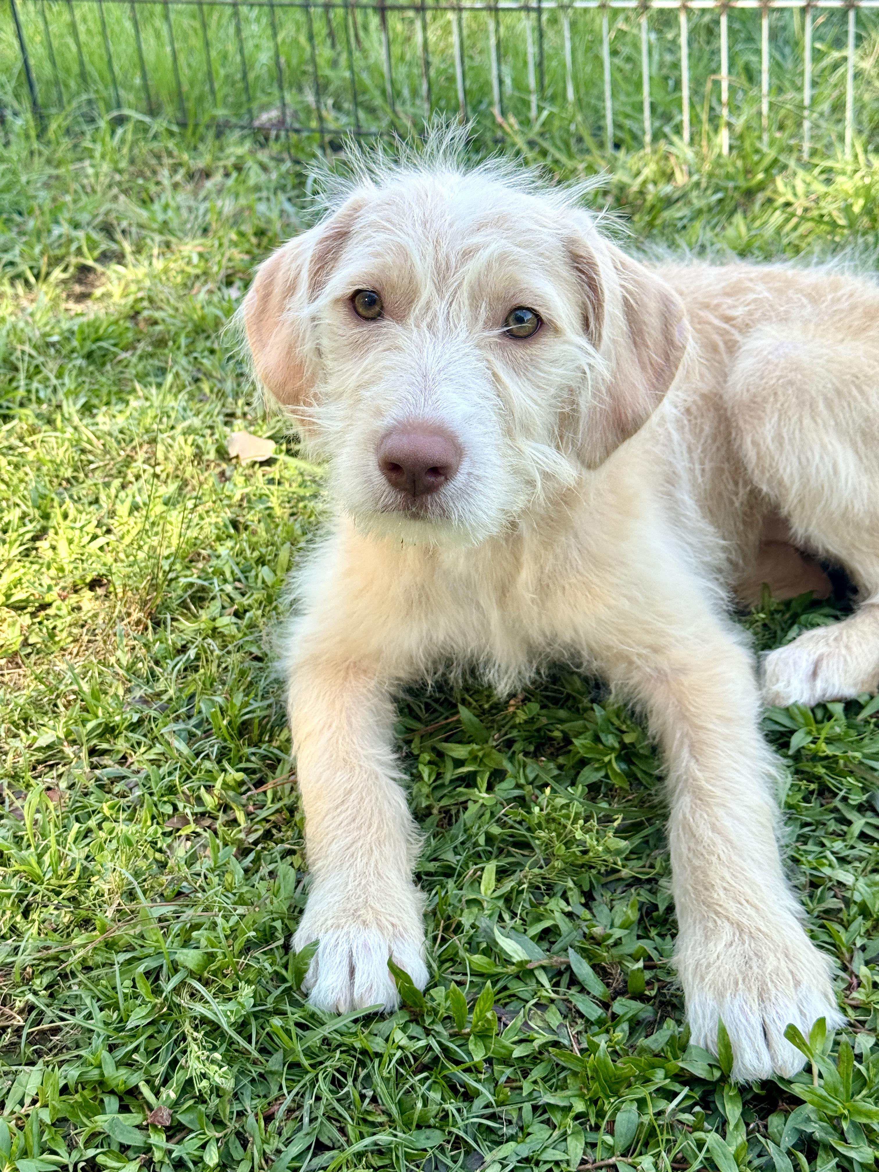 Enlarge Aurora, an adopted mixed breed in Rocky Hill, CT image 1/4