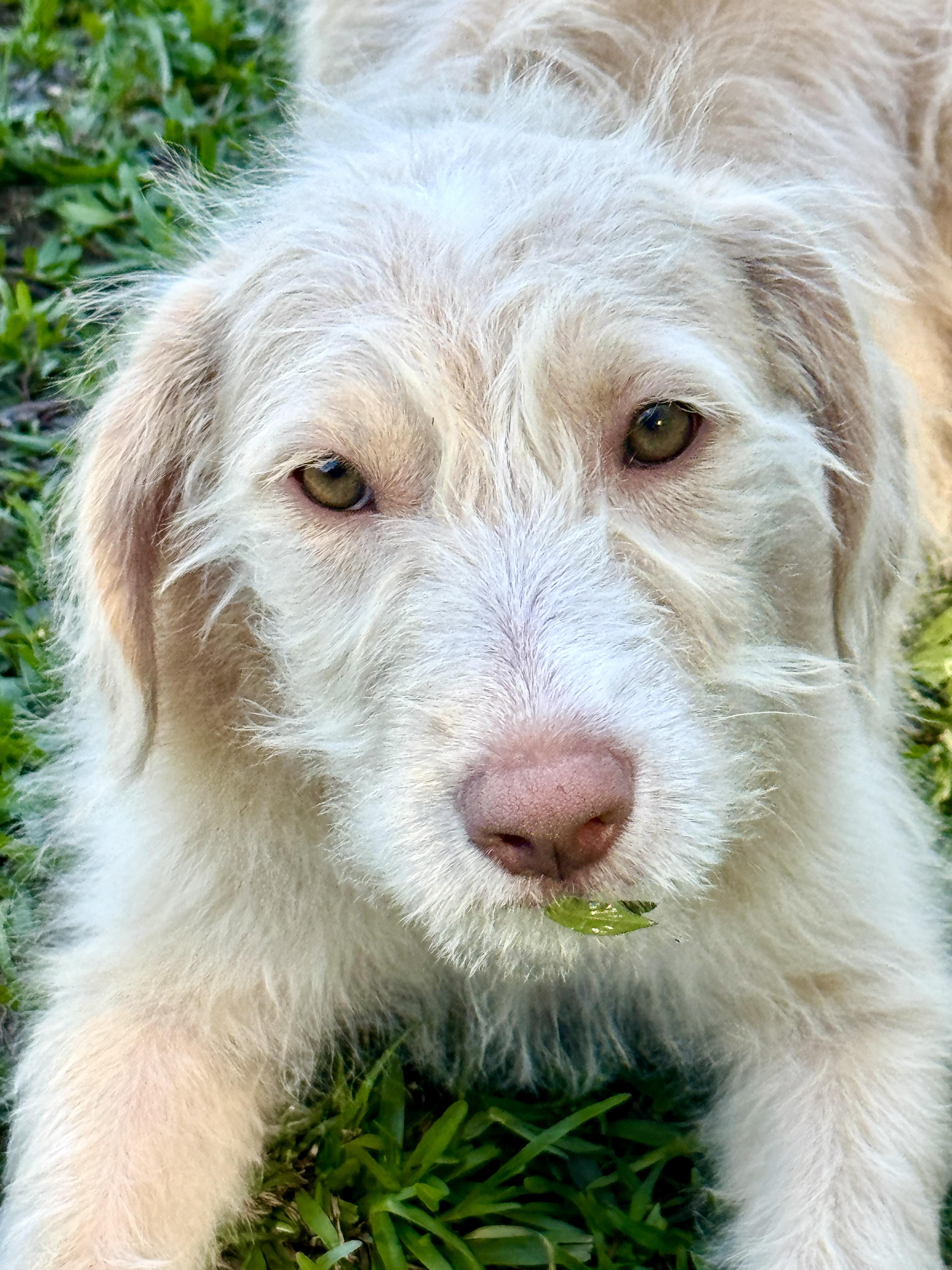 Enlarge Aurora, an adopted mixed breed in Rocky Hill, CT image 2/4