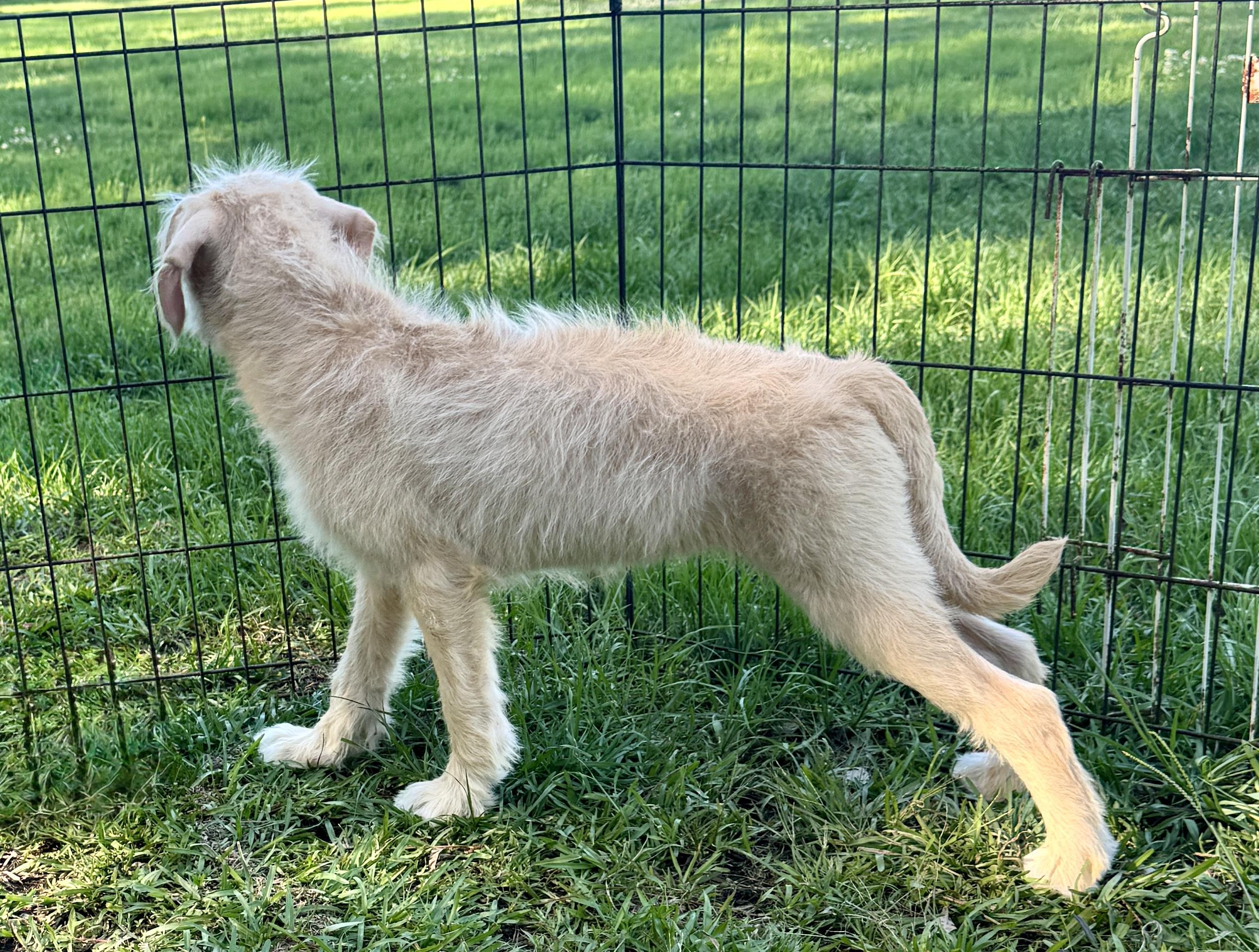 Enlarge Aurora, an adopted mixed breed in Rocky Hill, CT image 4/4