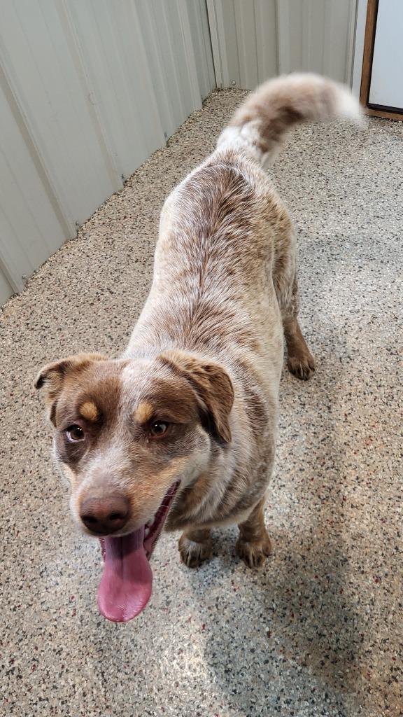 Enlarge Lilah, a Adopted mixed breed in Medford, WI image 1/1