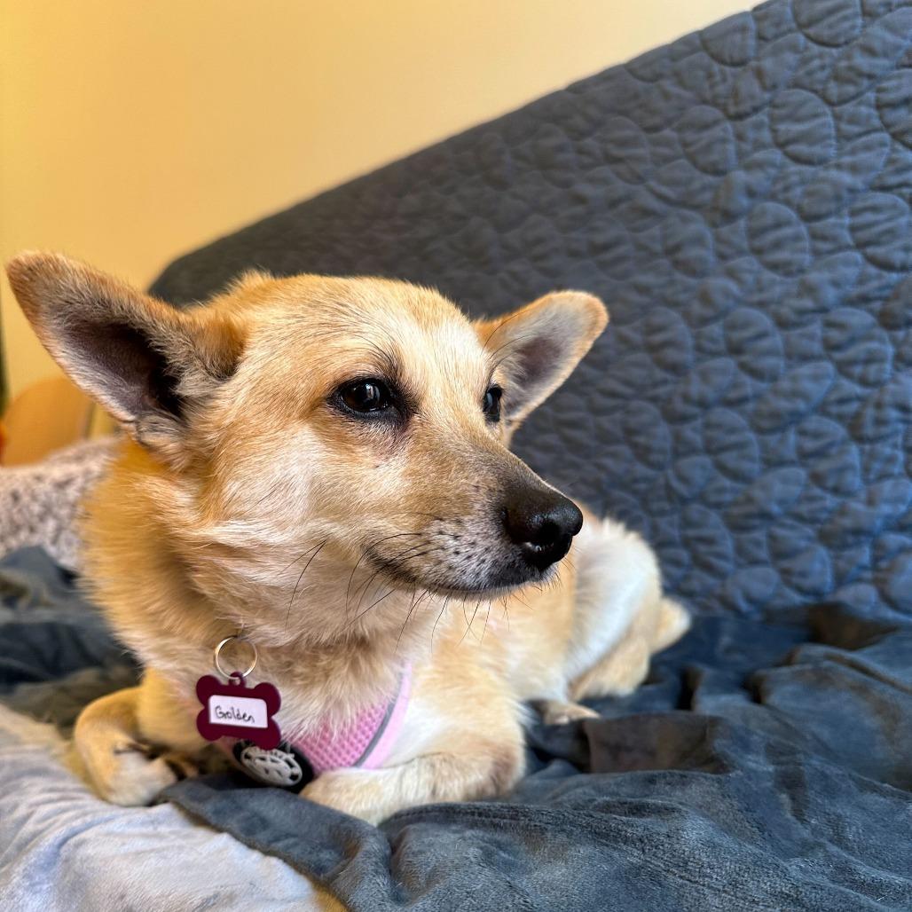 Golden 13970, Adoptable, Senior Female Corgi & Pomeranian.