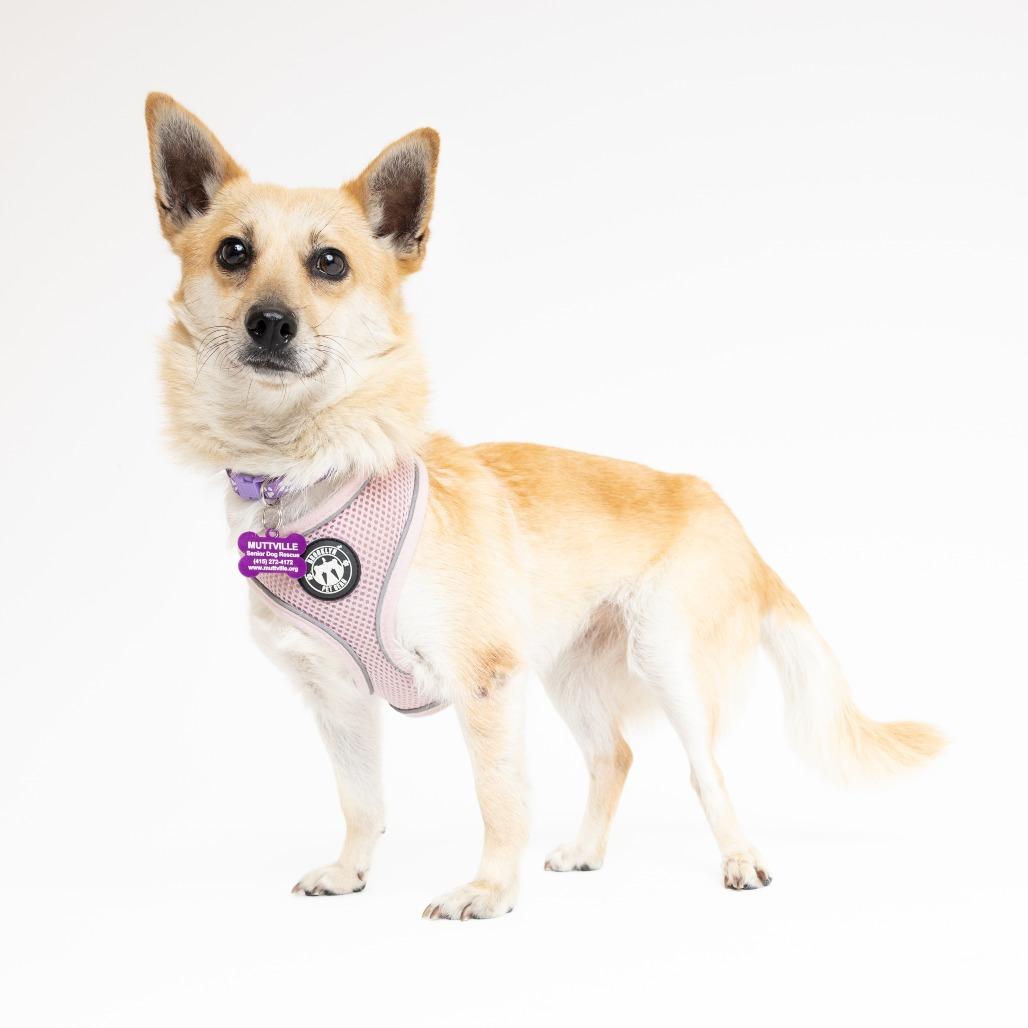 Enlarge Golden 13970, a Adoptable mixed breed in San Francisco, CA image 2/6