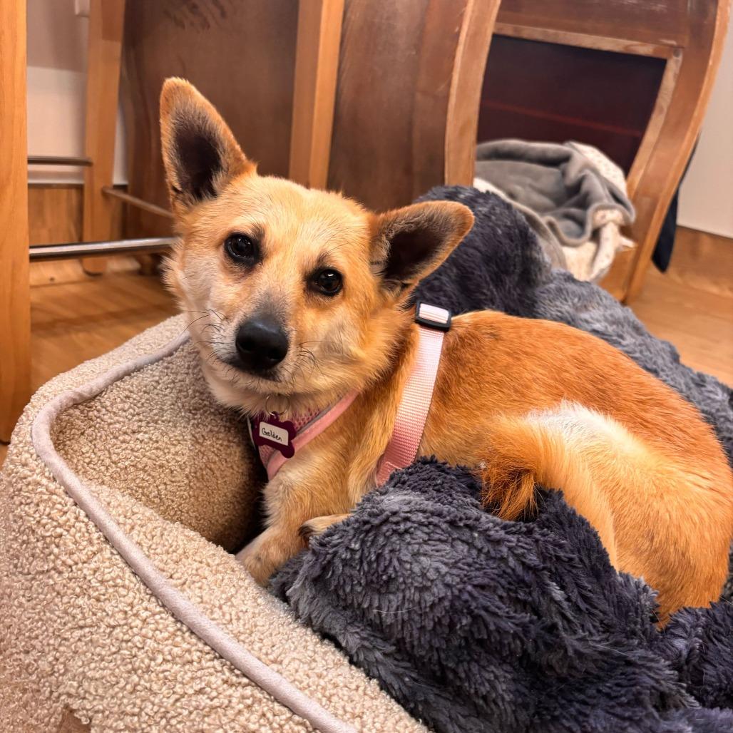 Enlarge Golden 13970, a Adoptable mixed breed in San Francisco, CA image 3/6