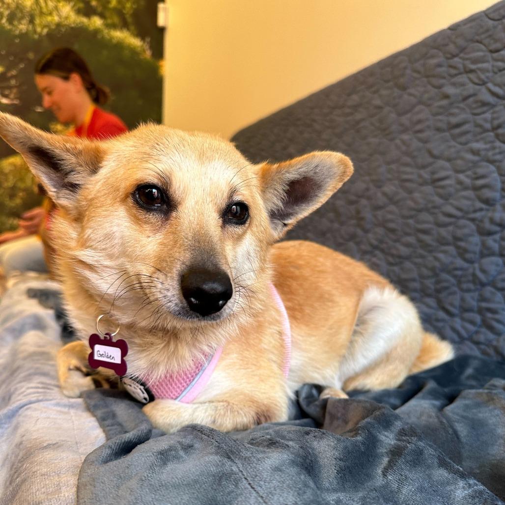 Enlarge Golden 13970, a Adoptable mixed breed in San Francisco, CA image 4/6