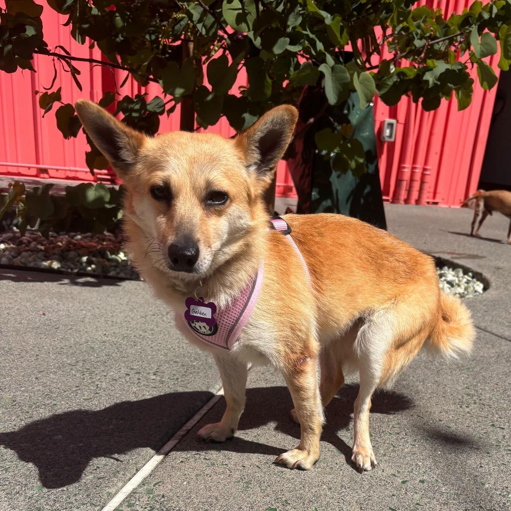 Enlarge Golden 13970, a Adoptable mixed breed in San Francisco, CA image 6/6