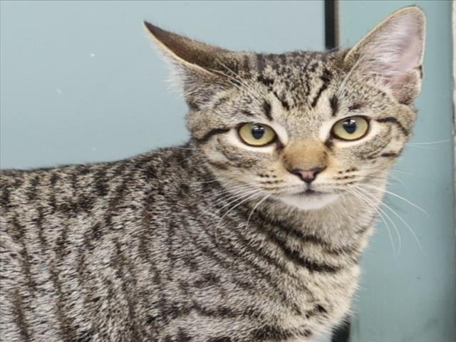 JAX, Adoptable, Young Male Domestic Short Hair.