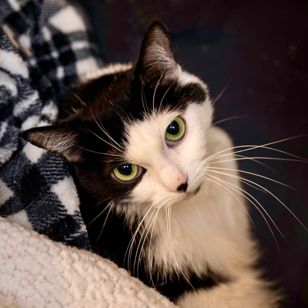 Stevie, Adoptable, Senior Female Domestic Short Hair.