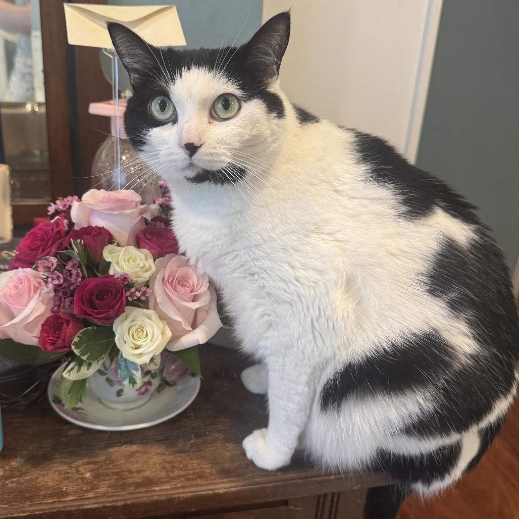 Stevie, a Adoptable Domestic Short Hair in Las Vegas, NV image 2/3