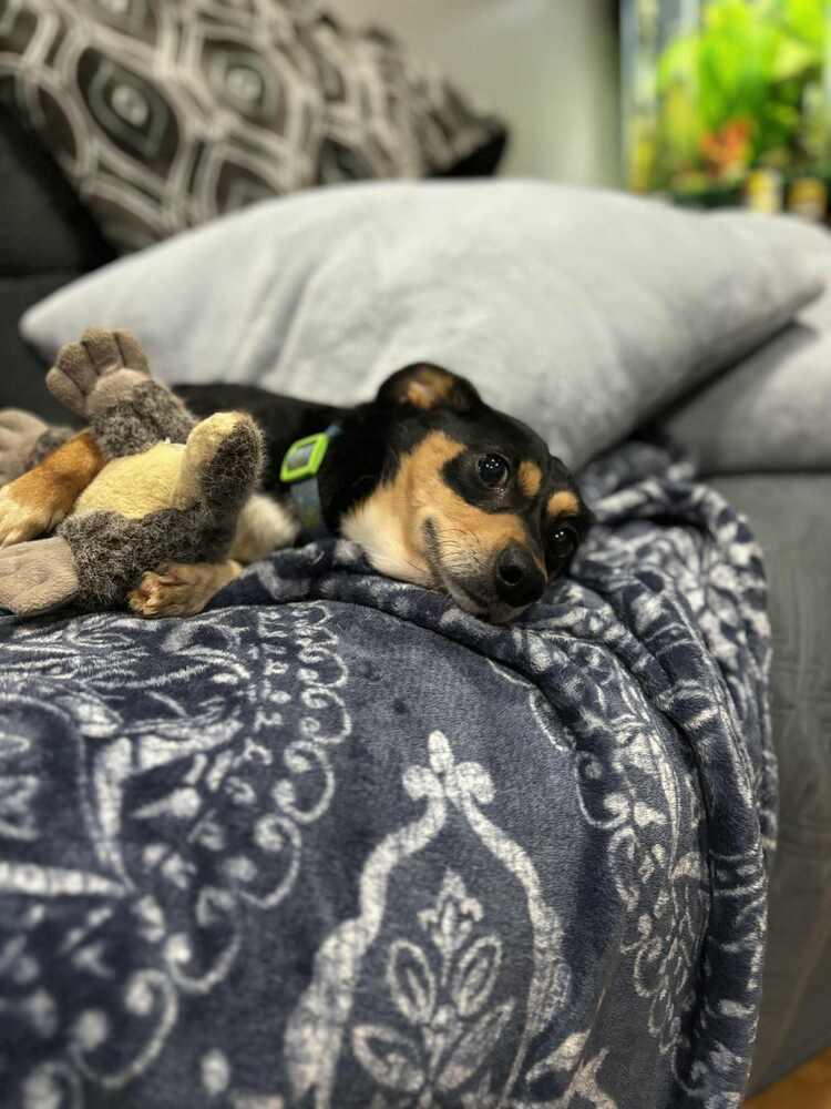 Winston, Adoptable, Adult Male Chihuahua & Corgi.