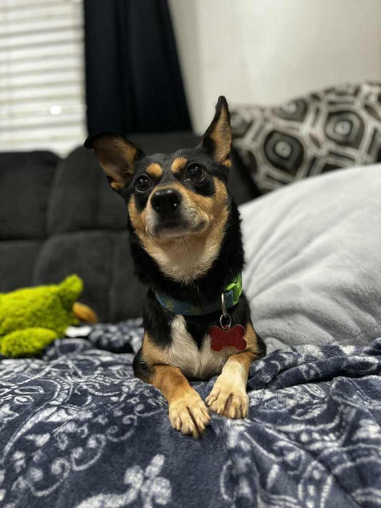 Enlarge Winston, a Adoptable mixed breed in Dutton, VA image 2/3