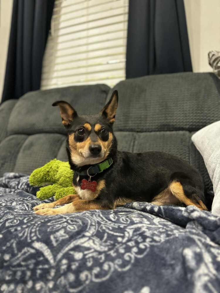 Enlarge Winston, a Adoptable mixed breed in Dutton, VA image 3/3