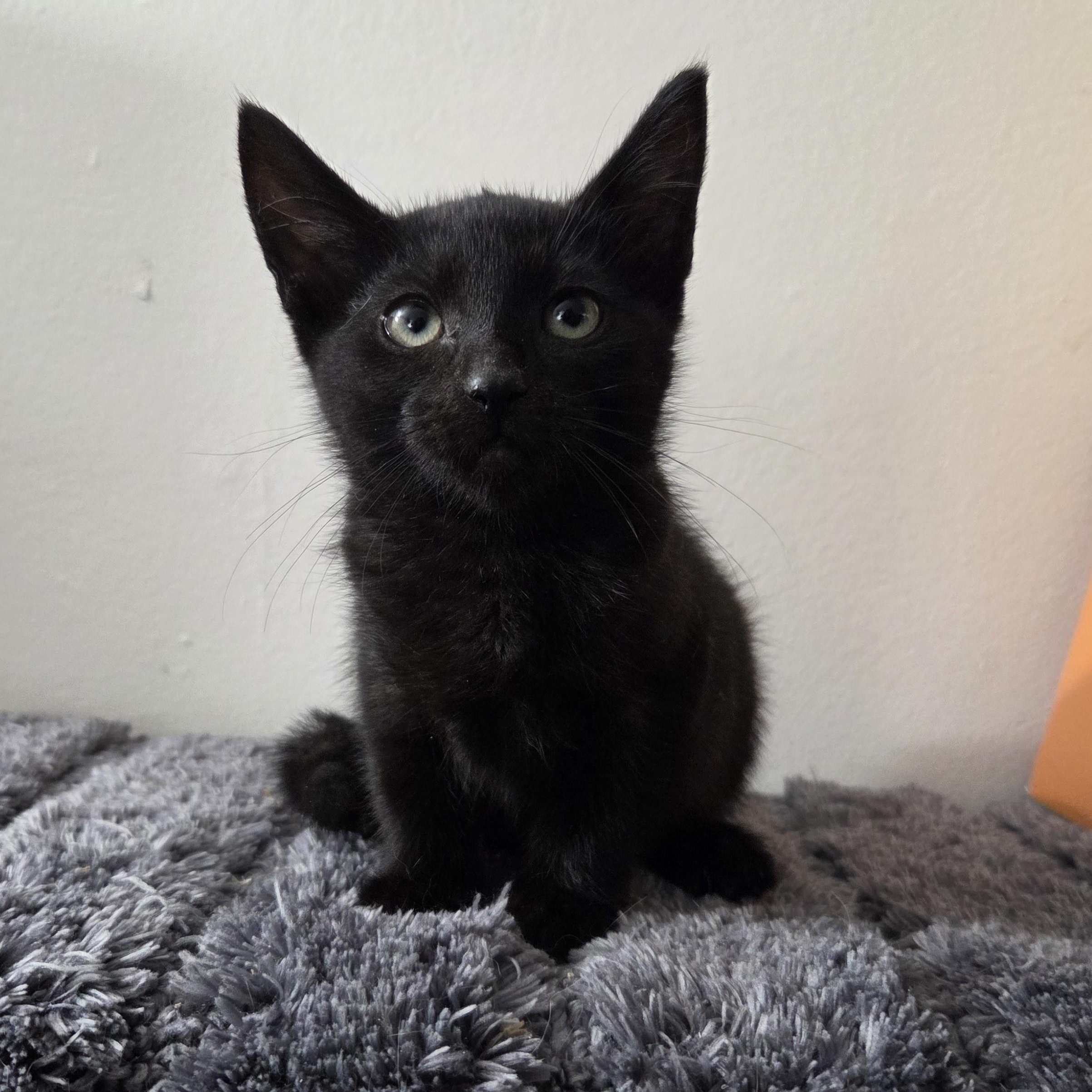 Preadoption: Whimsy, Adoptable, Kitten Female Domestic Short Hair.