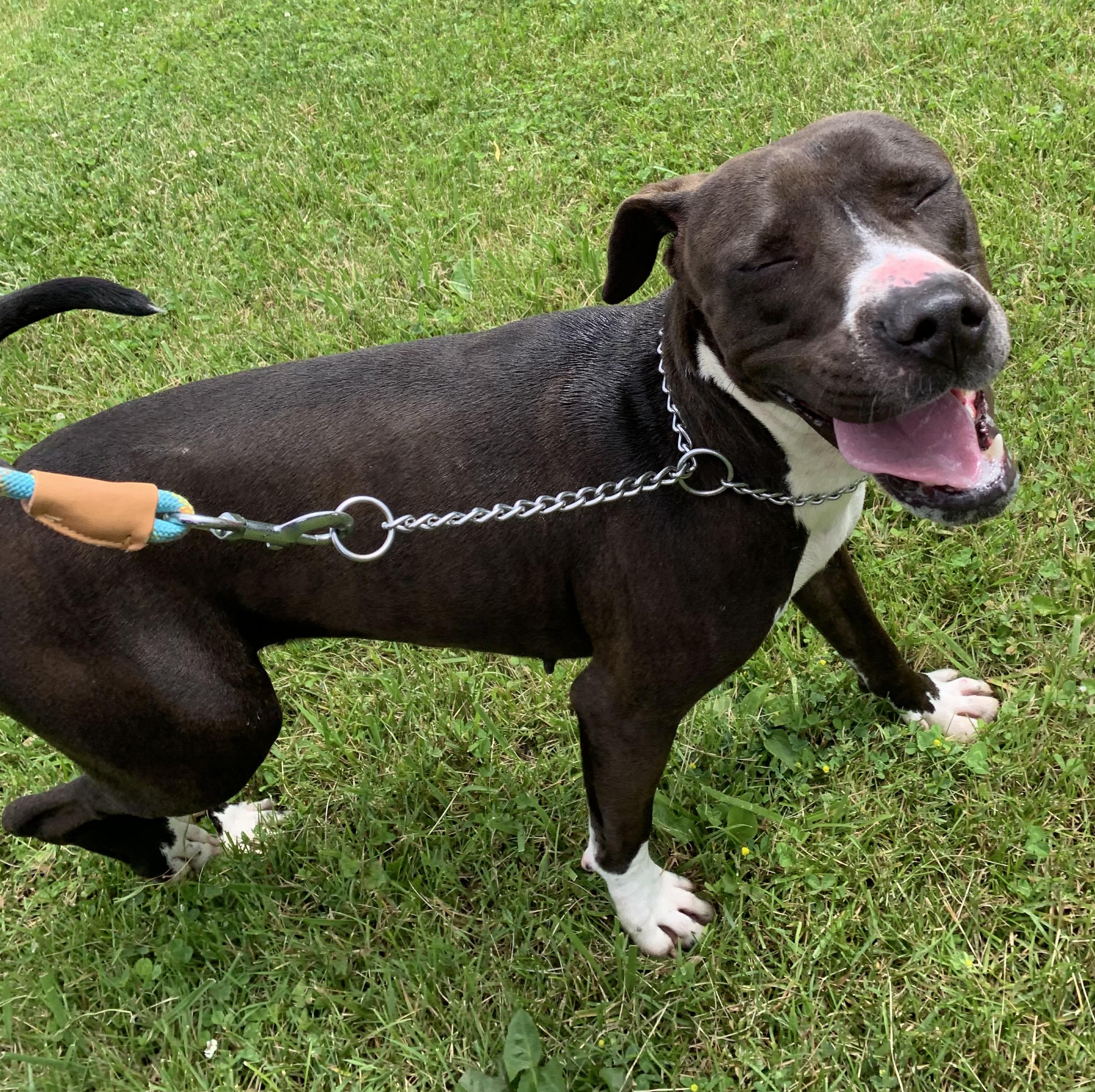 Enlarge Nina, a ADOPTABLE mixed breed in Massena, NY image 2/6