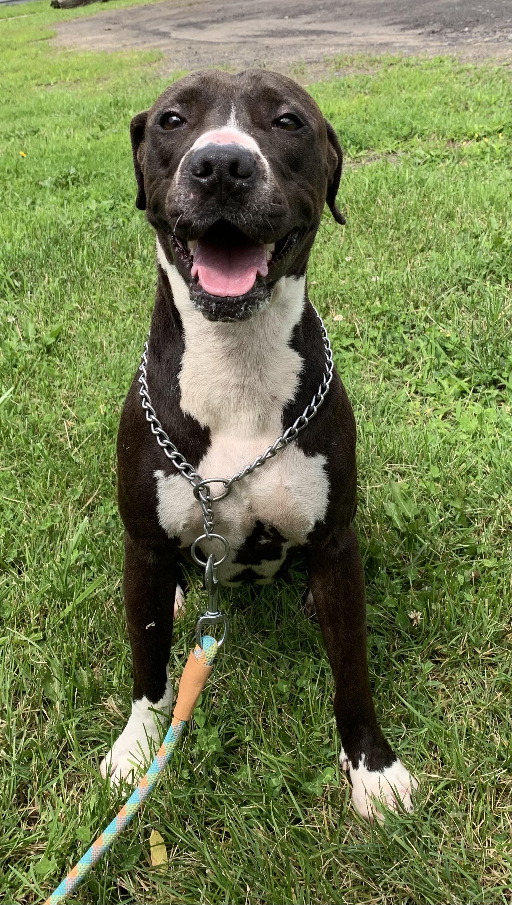 Enlarge Nina, a ADOPTABLE mixed breed in Massena, NY image 1/6