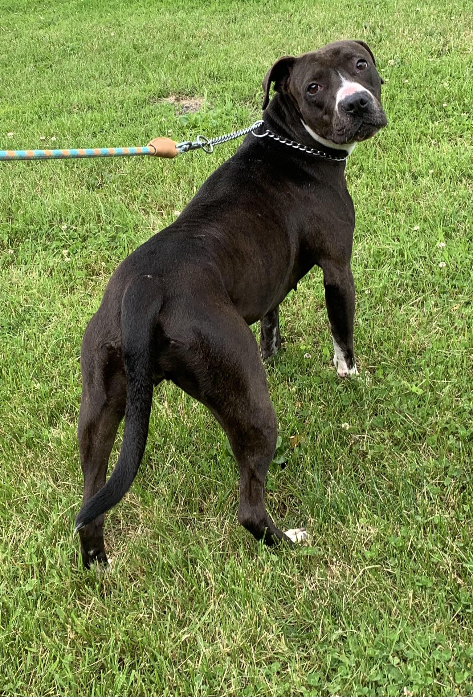 Enlarge Nina, a ADOPTABLE mixed breed in Massena, NY image 3/6