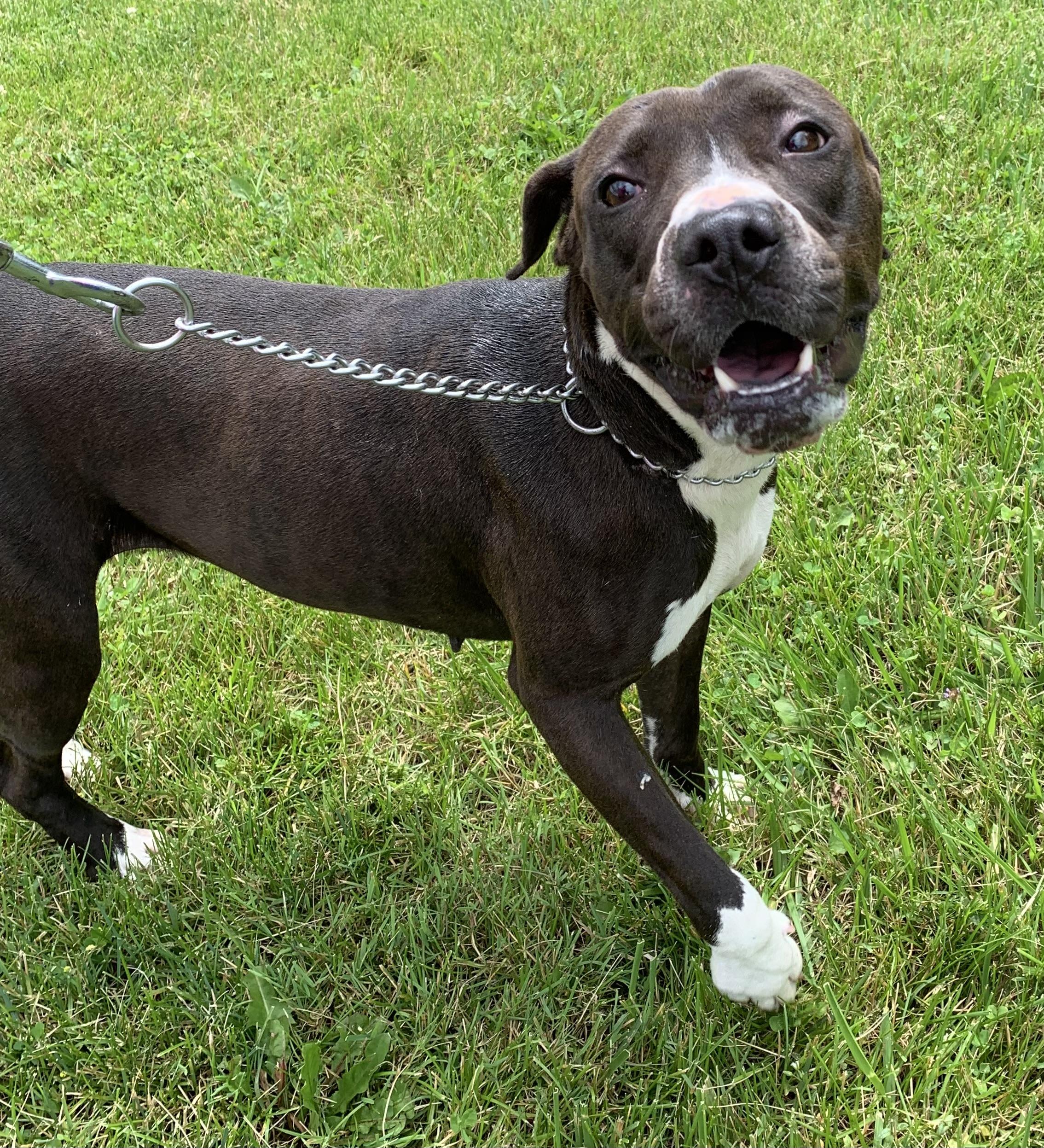Enlarge Nina, a ADOPTABLE mixed breed in Massena, NY image 4/6