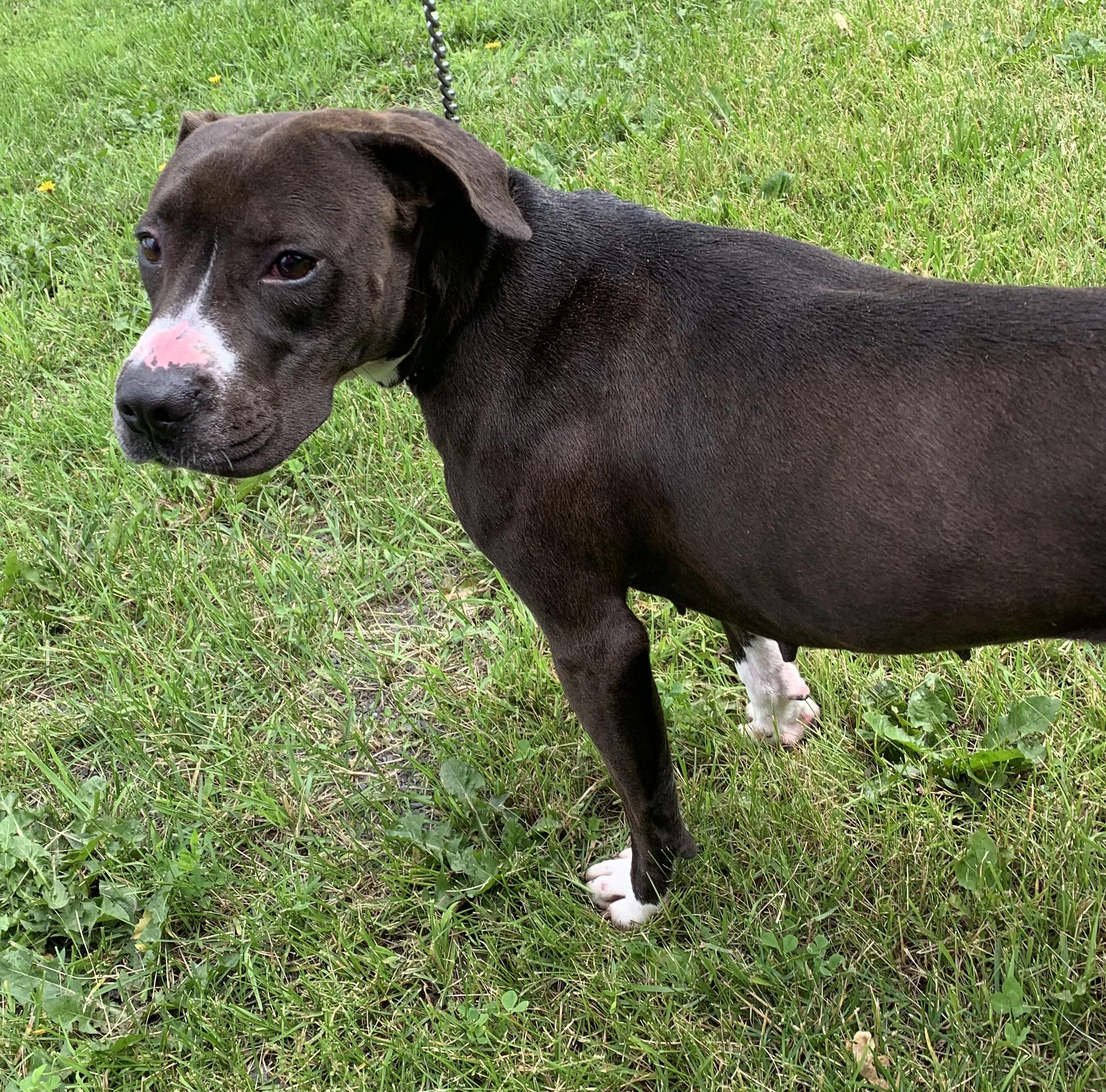 Enlarge Nina, a ADOPTABLE mixed breed in Massena, NY image 6/6