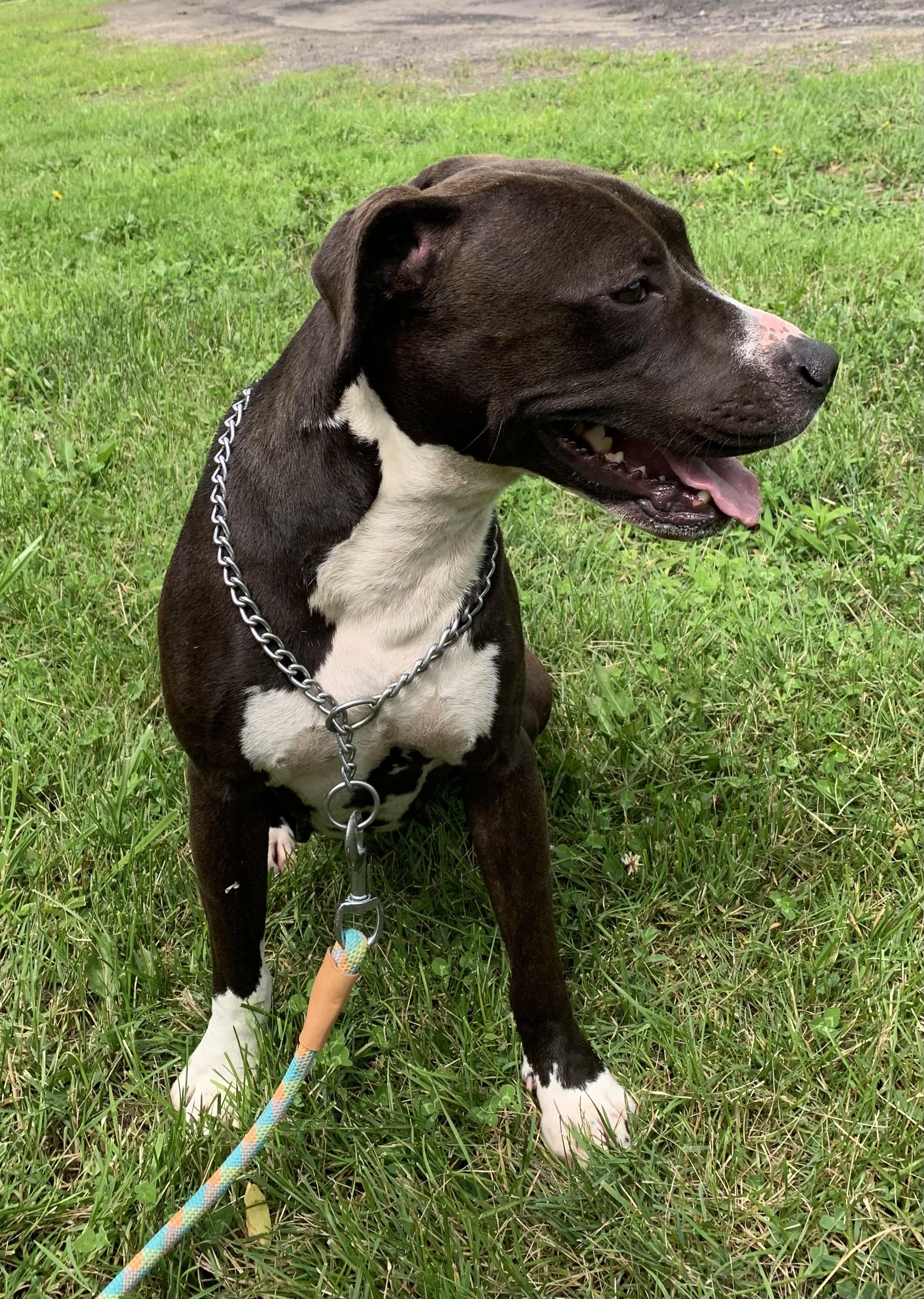 Enlarge Nina, a ADOPTABLE mixed breed in Massena, NY image 5/6