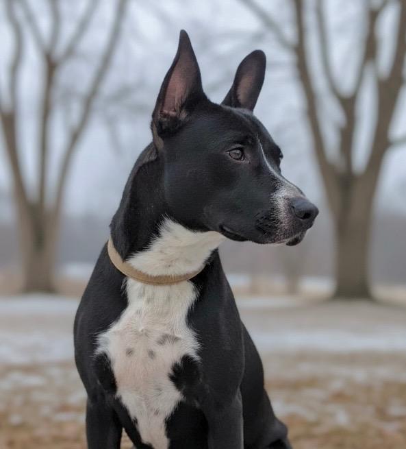 Enlarge Venus, a Adoptable mixed breed in Princeton, MA image 1/5