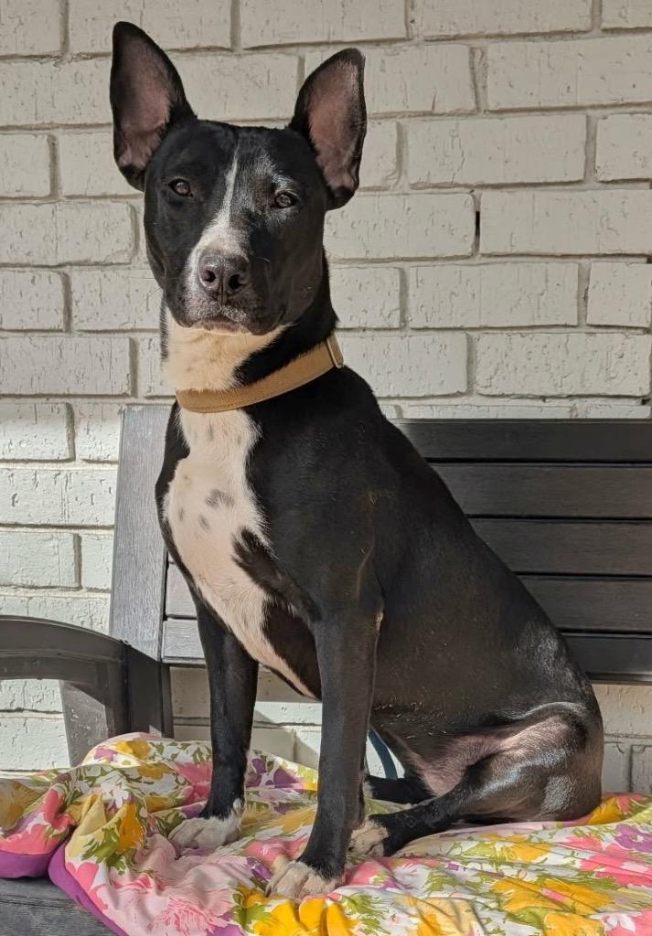 Enlarge Venus, a Adoptable mixed breed in Princeton, MA image 2/5