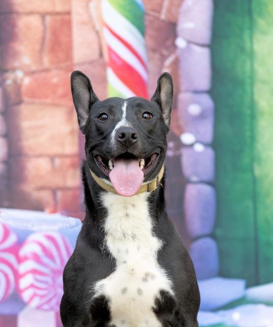 Enlarge Venus, a Adoptable mixed breed in Princeton, MA image 3/5