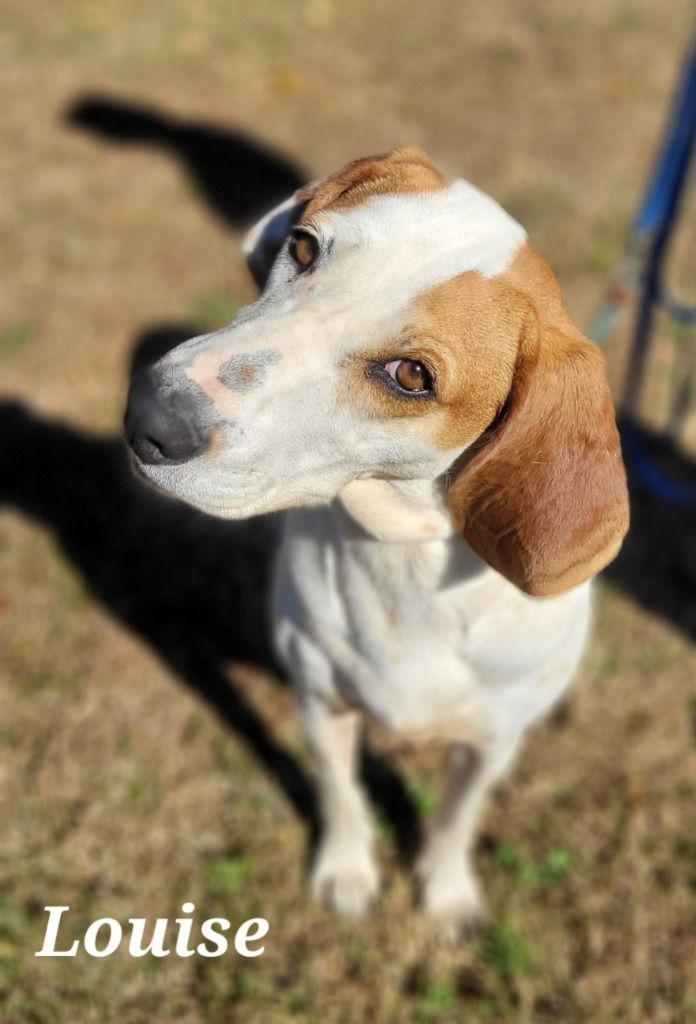 Louise, a Adoptable Hound in Lovingston, VA image 1/3
