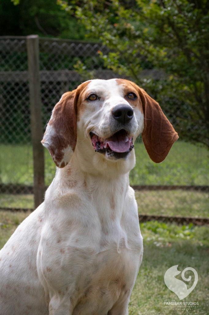 Louise, a Adoptable Hound in Lovingston, VA image 2/3