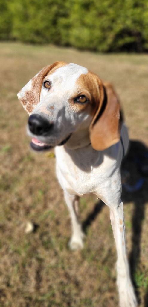 Enlarge Louise, a Adoptable Hound in Lovingston, VA image 1/3