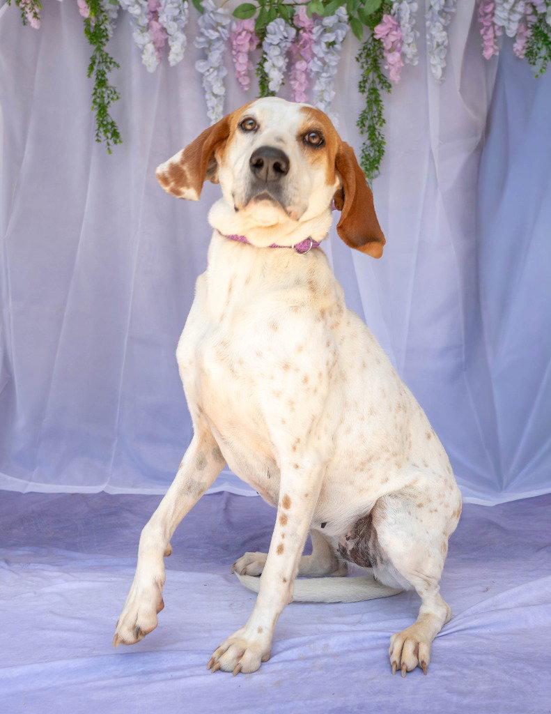 Enlarge Louise, a Adoptable Hound in Lovingston, VA image 2/3