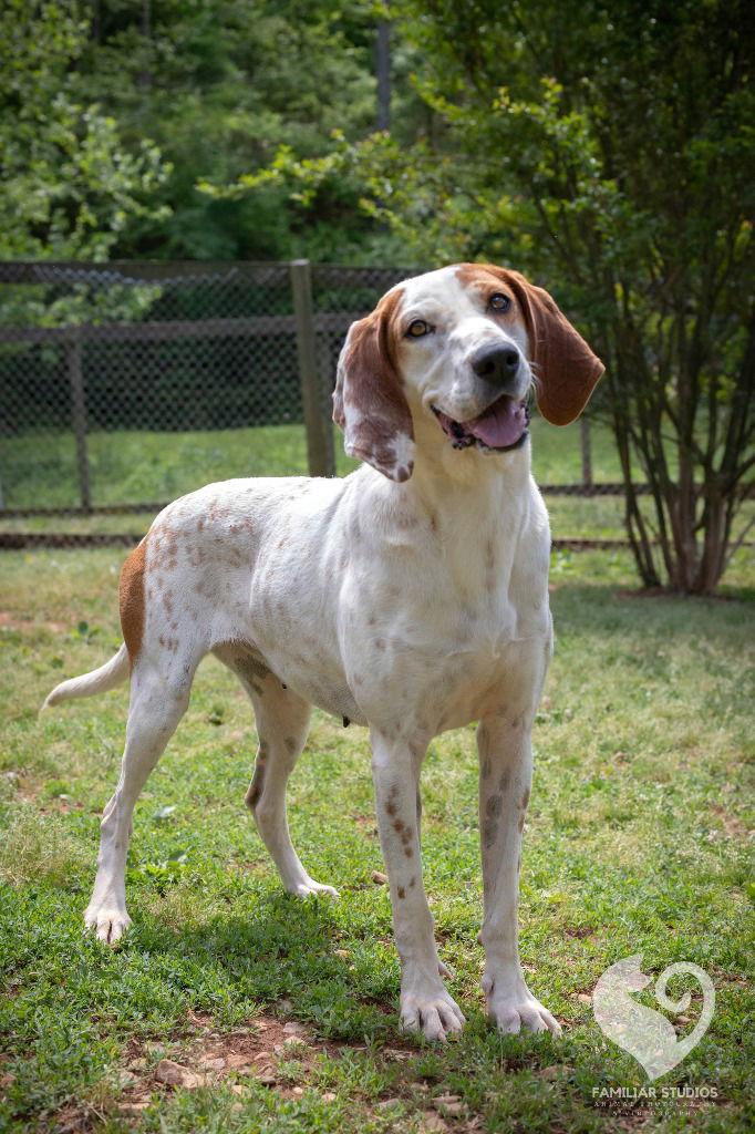 Enlarge Louise, a Adoptable Hound in Lovingston, VA image 3/3