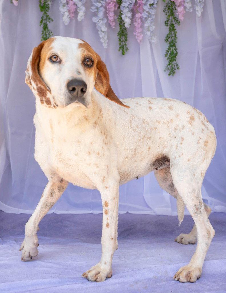Enlarge Louise, a Adoptable Hound in Lovingston, VA image 3/3