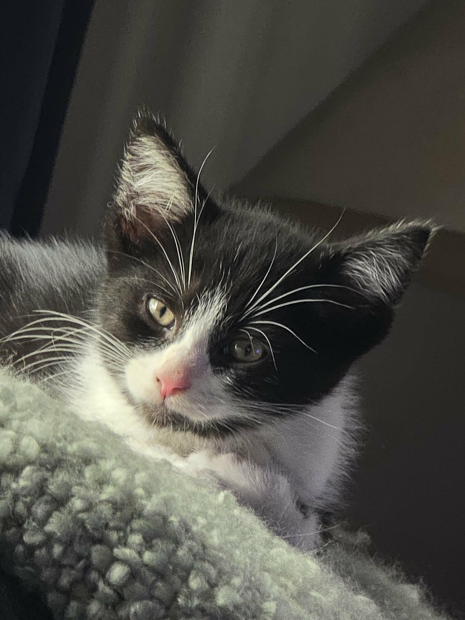 Austin, a ADOPTABLE Domestic Short Hair in Battle Creek, MI image 2/2
