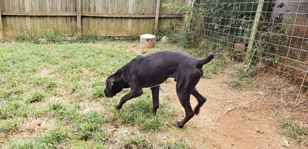 Enzo Cane Corso. Best as only dog. Fenced in yard, and breed experience required. photo 2