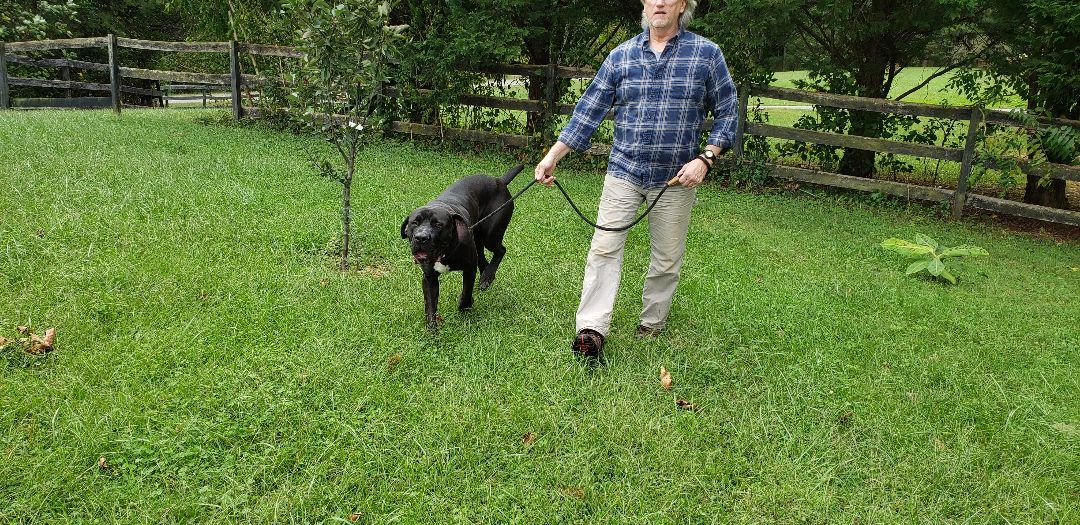 Enzo Cane Corso. Best as only dog. Fenced in yard, and breed experience required. photo 3