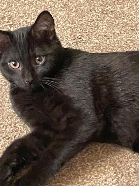 Joey, Adopted, Kitten Male Domestic Short Hair.
